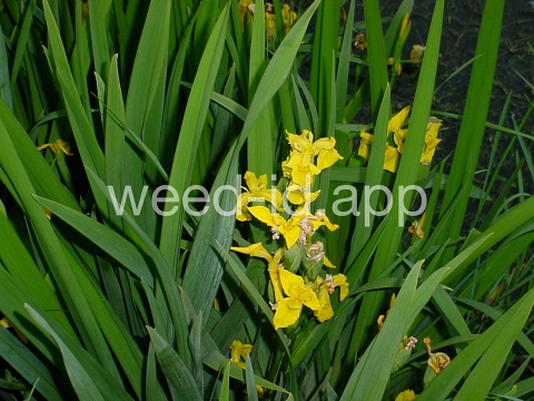 iris, yellowflag